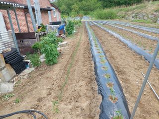 관음손가네님의 고추 · 영농일지 작성글 사진