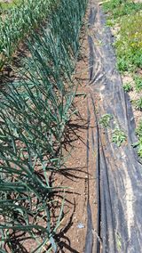 팜모닝 기타작물·영농일지 게시글 이미지