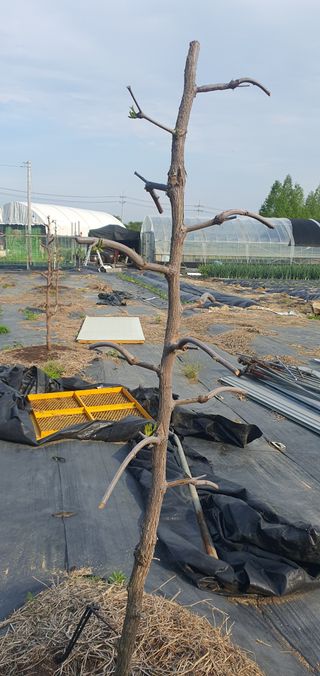 박상중님의 포도 · 영농일지 작성글 사진