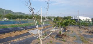 박상중님의 포도 · 영농일지 작성글 사진