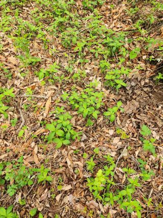 팔공백화산양산삼님의 기타작물 · 영농일지 작성글 사진