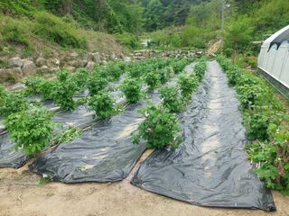 관음손가네님의 두릅 · 영농일지 작성글 사진