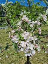 팜모닝 사과·영농일지 게시글 이미지