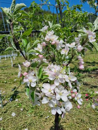 이성수님의 사과 · 영농일지 작성글 사진