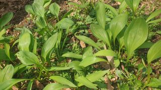 마늘양파참님의 기타작물 · 영농일지 작성글 사진