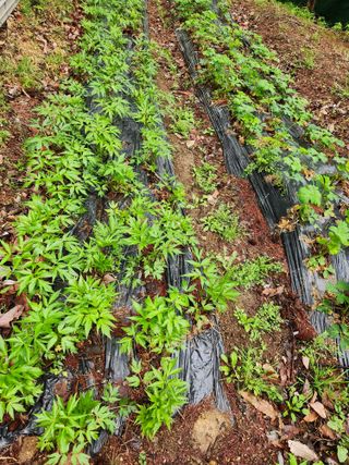 팔공백화산양산삼님의 기타작물 · 영농일지 작성글 사진