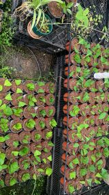 팜모닝 기타작물·영농일지 게시글 이미지