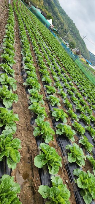 이원태님의 기타작물 · 영농일지 작성글 사진