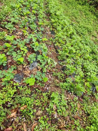 팔공백화산양산삼님의 기타작물 · 영농일지 작성글 사진