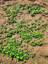 팜모닝 기타작물·영농일지 게시글 이미지