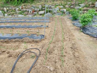 관음손가네님의 고추 · 영농일지 작성글 사진