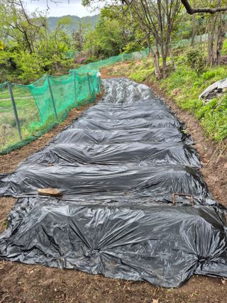 진문거사님의 기타작물 · 영농일지 작성글 사진