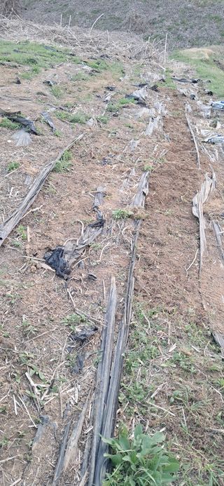 김제선:양평읍회현리님의 고구마 · 영농일지 작성글 사진