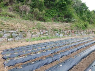 관음손가네님의 고추 · 영농일지 작성글 사진