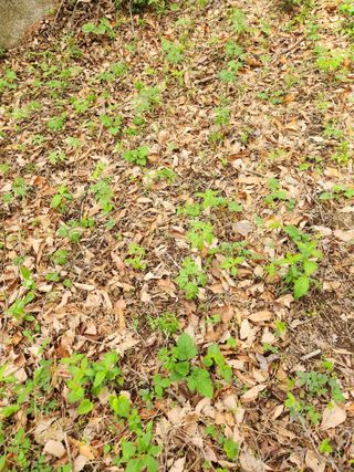 팔공백화산양산삼님의 기타작물 · 영농일지 작성글 사진