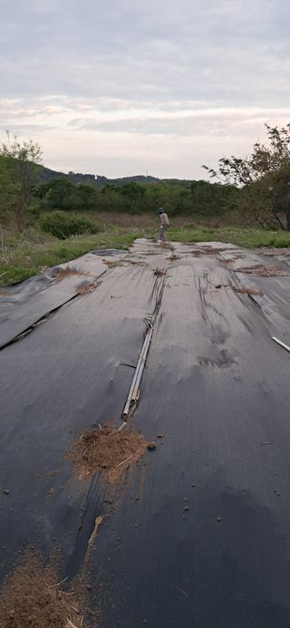 김제선:양평읍회현리님의 고구마 · 영농일지 작성글 사진