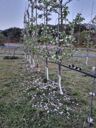 이성수님의 사과 · 영농일지 작성글 사진