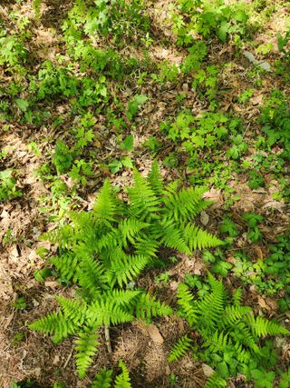 팔공백화산양산삼님의 기타작물 · 영농일지 작성글 사진