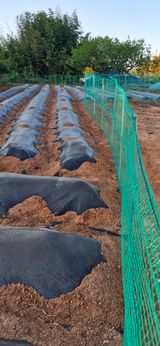 팜모닝 기타작물·영농일지 게시글 이미지