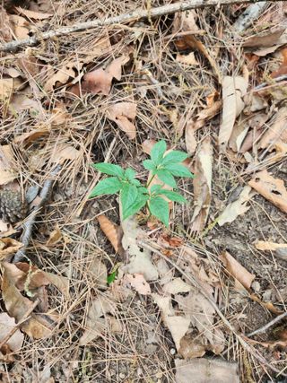 유정근님의 기타작물 · 영농일지 작성글 사진