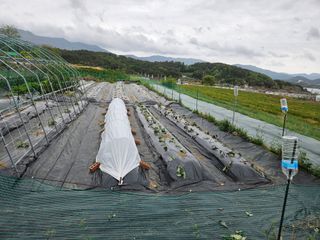 김인수님의 고구마 · 영농일지 작성글 사진