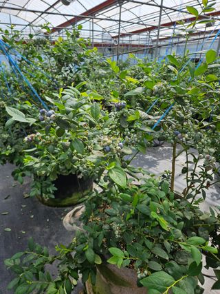 제주 지안이네농장님의 블루베리 · 영농일지 작성글 사진