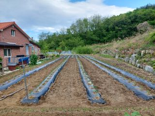 관음손가네님의 고추 · 영농일지 작성글 사진