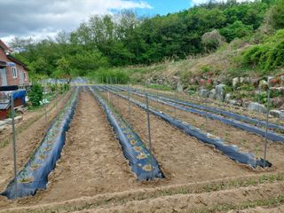관음손가네님의 고추 · 영농일지 작성글 사진