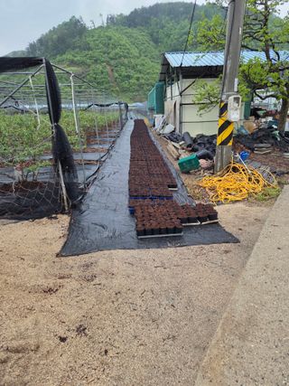 참깨17081님의 블루베리 · 영농일지 작성글 사진