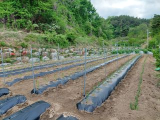 관음손가네님의 고추 · 영농일지 작성글 사진