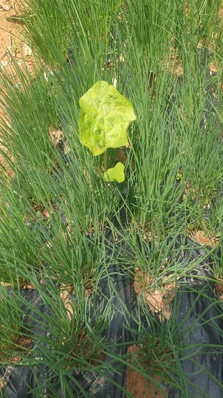 마늘양파참님의 기타작물 · 영농일지 작성글 사진