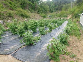 관음손가네님의 두릅 · 영농일지 작성글 사진