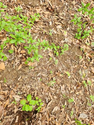 팔공백화산양산삼님의 기타작물 · 영농일지 작성글 사진