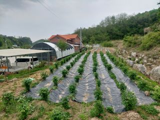관음손가네님의 두릅 · 영농일지 작성글 사진