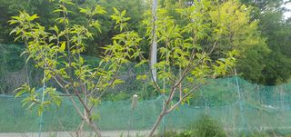 박상중님의 포도 · 영농일지 작성글 사진