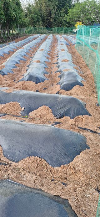 도남 나종랑 님의 기타작물 · 영농일지 작성글 사진