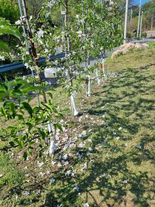 이성수님의 사과 · 영농일지 작성글 사진