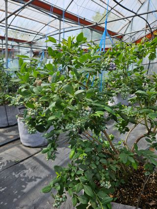 제주 지안이네농장님의 블루베리 · 영농일지 작성글 사진