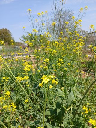 옥수수108701님의 기타작물 · 영농일지 작성글 사진