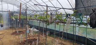 박상중님의 포도 · 영농일지 작성글 사진