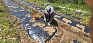 돌복숭아님의 고구마 · 영농일지 작성글 사진