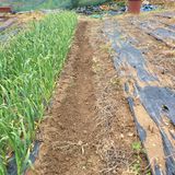 팜모닝 기타작물·영농일지 게시글 이미지