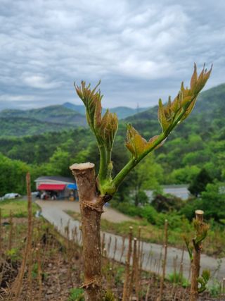 팜모닝회원 정정섭 님의 두릅 · 영농일지 작성글 사진