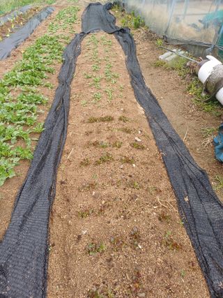 인산님의 기타작물 · 영농일지 작성글 사진