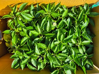 박순례님의 고추 · 영농일지 작성글 사진