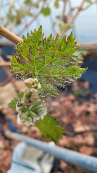 여우내 이순홍님의 포도 · 영농일지 작성글 사진
