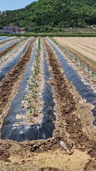 해촌(서정술)50님의 고추 · 영농일지 작성글 사진