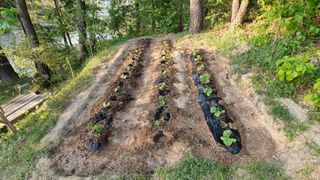 권혁렬님의 호박 · 영농일지 작성글 사진