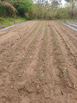 팜모닝 기타작물·영농일지 게시글 이미지