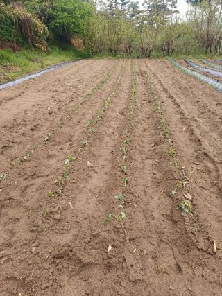 인산님의 기타작물 · 영농일지 작성글 사진